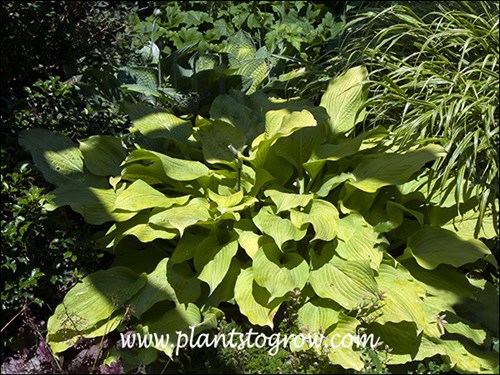 Hosta Squash Casserole